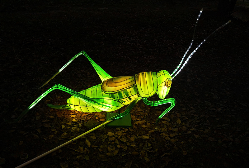 蝗虫彩灯定制，彩灯定制，