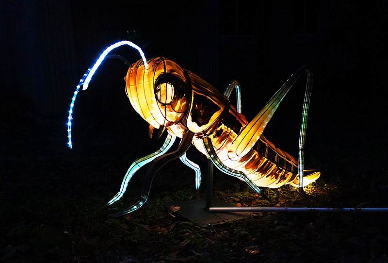 蝗虫彩灯定制，彩灯定制，