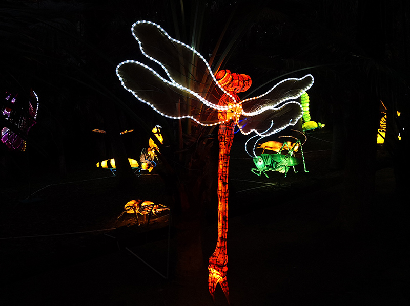 蜻蜓彩灯，昆虫彩灯制作，