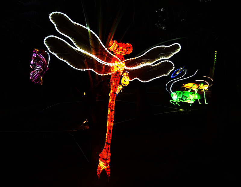 蜻蜓彩灯，昆虫彩灯制作，